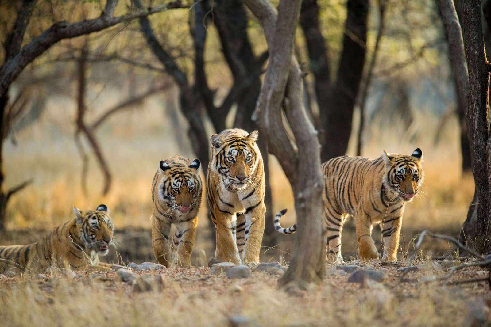 Tigress walking with her cubs at Sariska Tiger Reserve