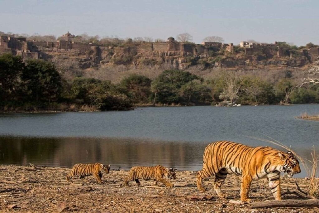 sariska safari booking