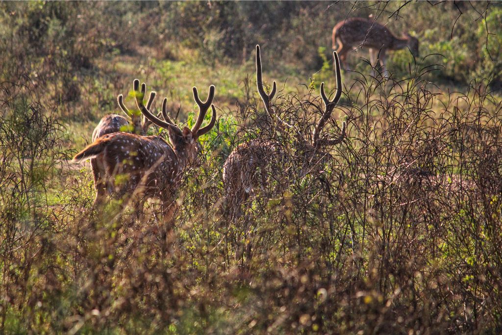 sariska safari