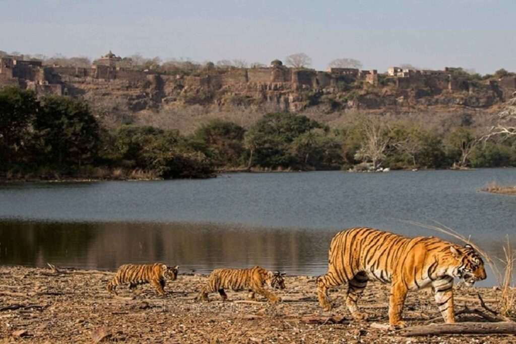 sariska safari booking