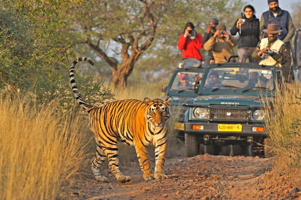 sariska safari booking